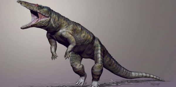 恐龙时代到来之前在陆生食肉动物中位于食物链顶端的霸主Carolina Butcher