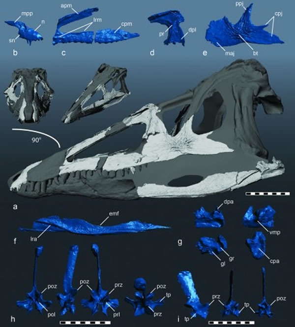 恐龙时代到来之前在陆生食肉动物中位于食物链顶端的霸主Carolina Butcher