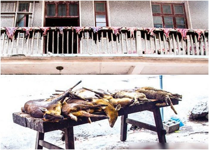 ̷¶̨̯һѪܵɽƤͼϣڽͷȻҰɽ⣨ͼ£