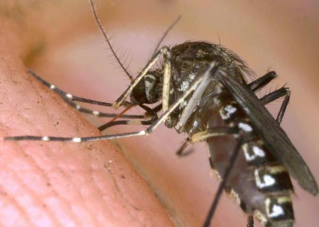 科学家们担忧抗疟疾转基因蚊子可能带来意想不到的危害