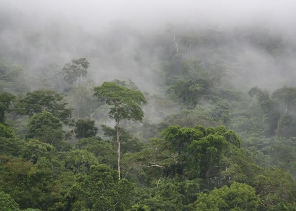 �о�ָ����ѷ�������ն�����̼��������30�����µ�һ�롣