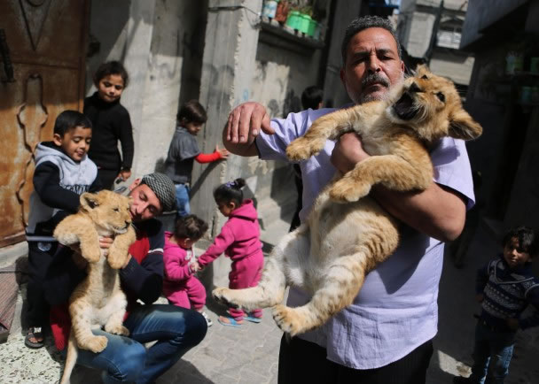 贾马尔(右)从拉法动物园买下两只小狮作宠物。