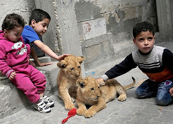 贾马尔家中的小孩与两只小狮相处融洽,经常一起玩耍。