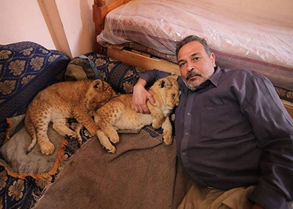 两只小狮已在贾马尔家中生活了逾月。