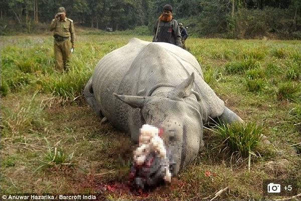 今年1月,印度也发生盗猎者锯掉犀牛角,并任由犀牛放血至身亡。