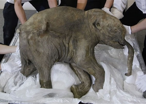 оŶӳȡ˱ڱ㵱еĳëźDNA