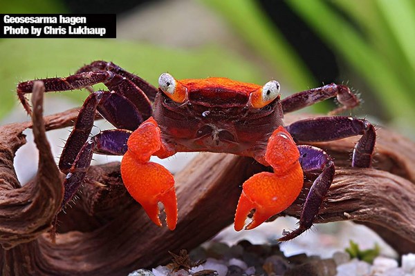 Geosesarma hagen蟹身是黑色,蟹钳和蟹盖则是橙色