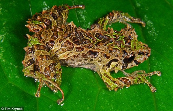 ܱΪPristimantis mutabilis