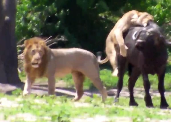 ĸʨ������ˮţ��������ʨȴֻ�������Թۡ�