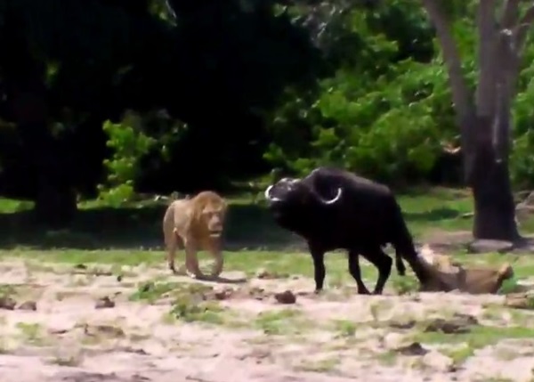 ĸʨ���ڵ��Ͻ���ҧˮţ���ȣ���û�������Ʒ���