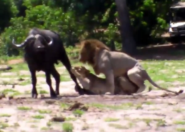 ��ʨ����ĸʨ������ˮţʱ����һ�С�����Ӳ�Ϲ�����