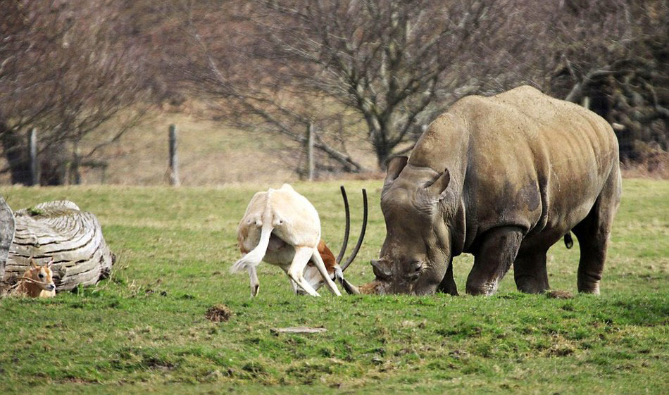 英国一只羚羊为保护幼崽与体重接近3吨的犀牛顶角