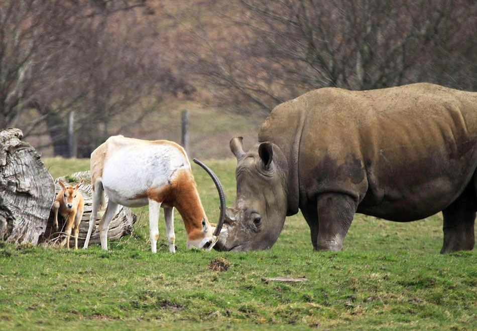 英国一只羚羊为保护幼崽与体重接近3吨的犀牛顶角