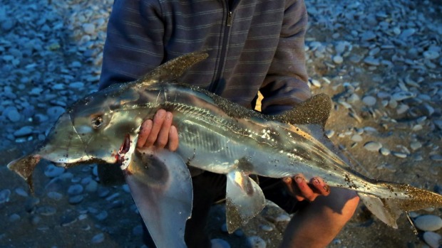 ���������ӵ��㱻Ҷ������7���׳������������ϸ�