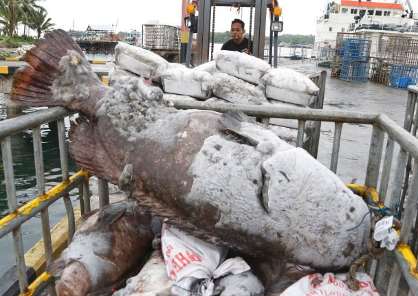 捕获的海鲜会被送到泰国及欧美等地。