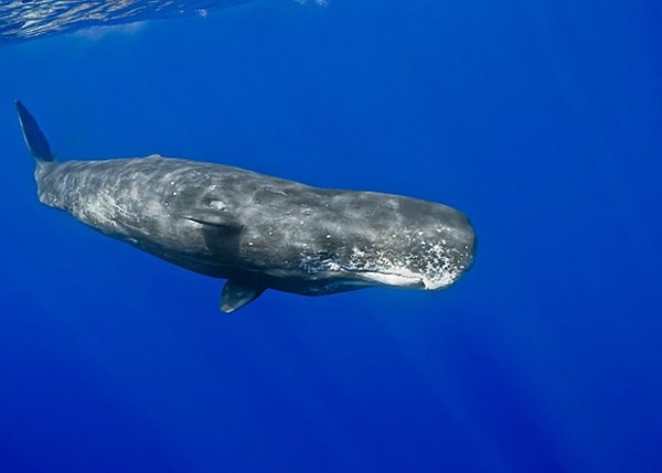 ������ΪĨ�㾨��ͼ����Ż����С����𡱵���š�