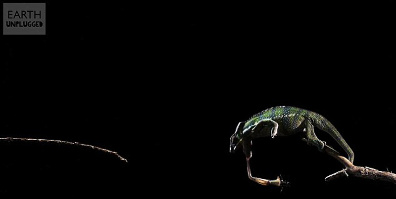 变色龙的舌头上有一个奇妙的装置,是它捕获猎物的利器。