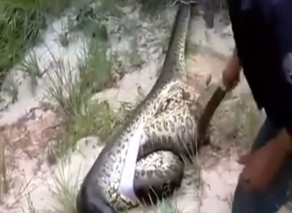 解剖一条巨蛇后发现肚里竟然有一条巨蛇