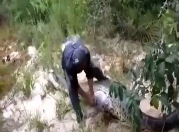 解剖一条巨蛇后发现肚里竟然有一条巨蛇