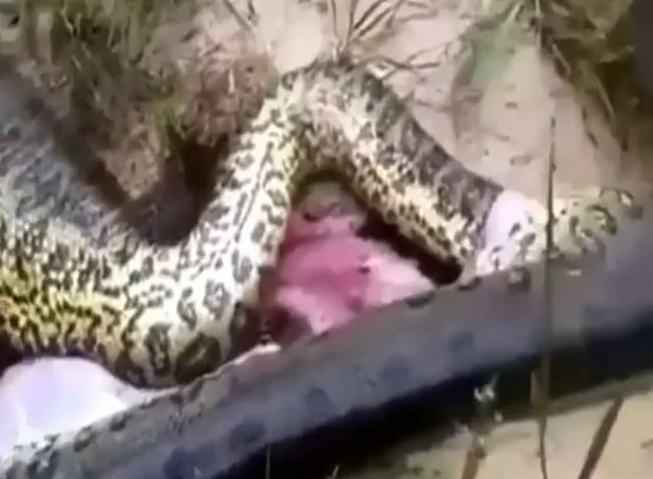 解剖一条巨蛇后发现肚里竟然有一条巨蛇