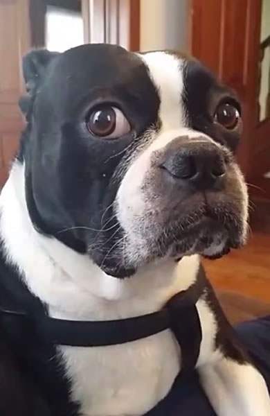 �������ŵõɴ��۾���ͷ�̲�ס�����ơ�