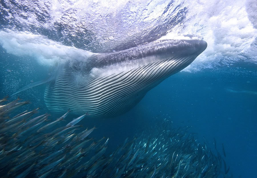 ҰӰʦMichael AwϷǶ㵽㡢ʳɳ׳۾