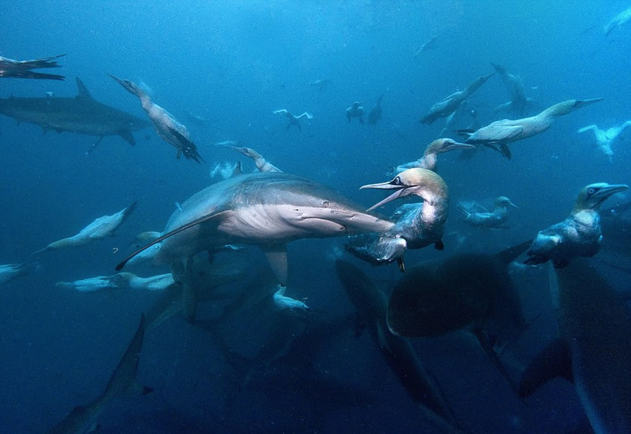 ҰӰʦMichael AwϷǶ㵽㡢ʳɳ׳۾