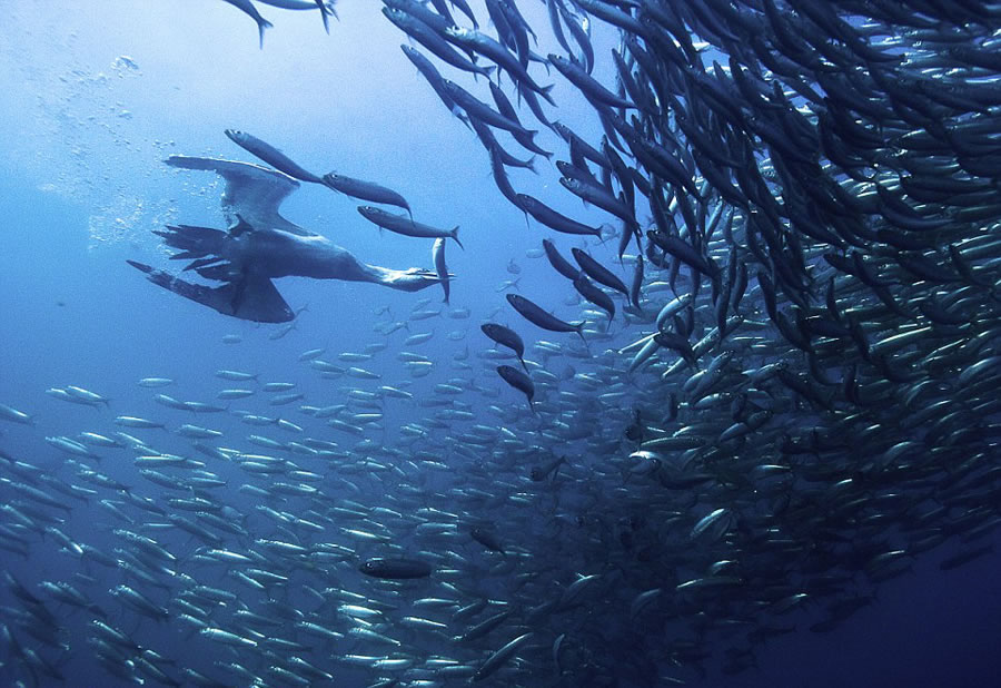 ҰӰʦMichael AwϷǶ㵽㡢ʳɳ׳۾