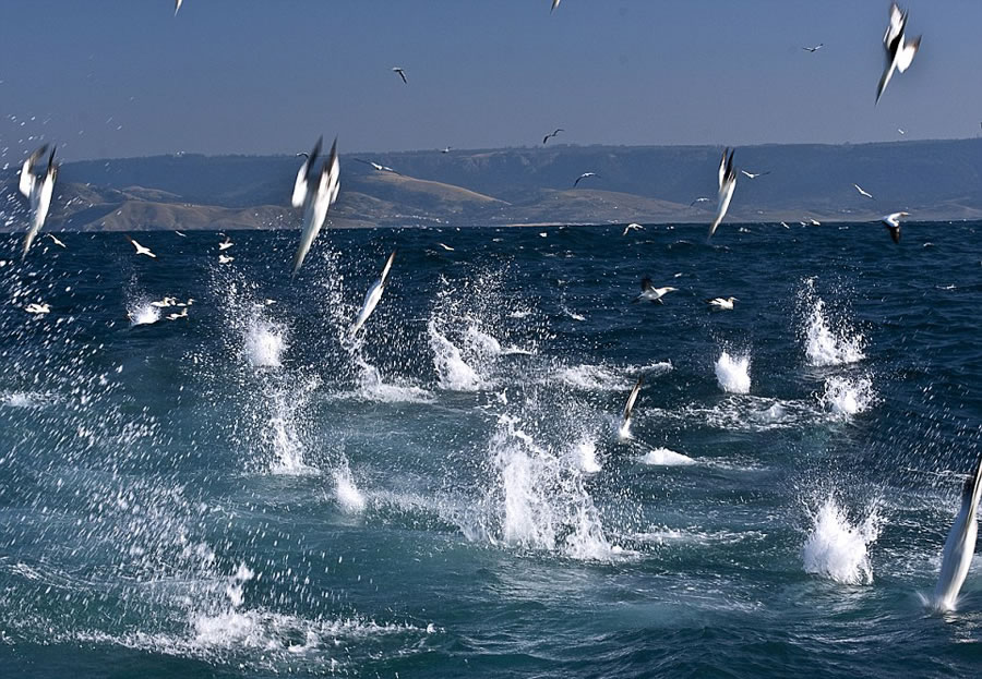 ҰӰʦMichael AwϷǶ㵽㡢ʳɳ׳۾