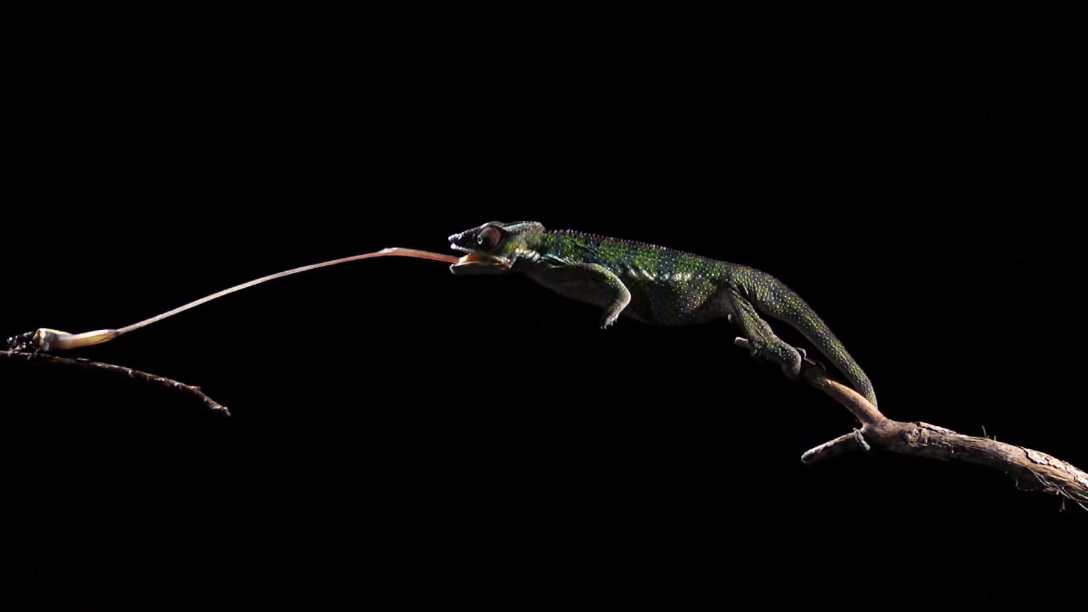 BBC����Ƶ����Earth Unplugged���������㵽�ı�ɫ����ʳ�ľ��˻���