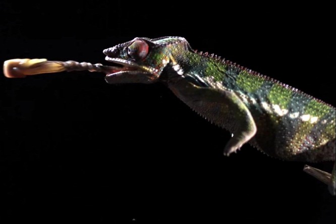 BBC����Ƶ����Earth Unplugged���������㵽�ı�ɫ����ʳ�ľ��˻���