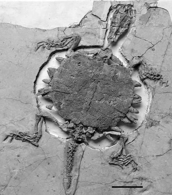 ﶴPerochelys lamadongensis