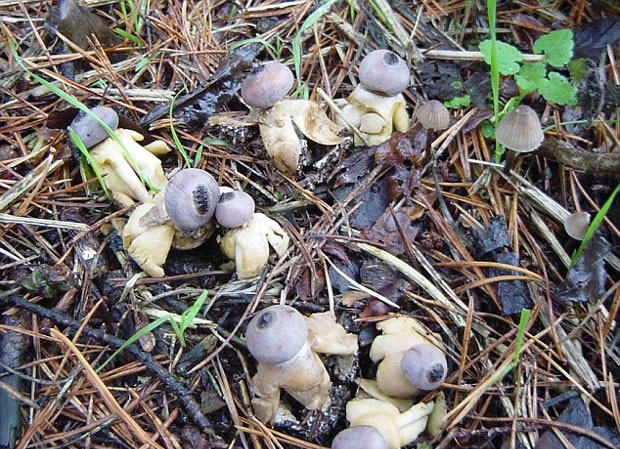 英国诺福克郡发现新品种人形蘑菇geastrum britannicum