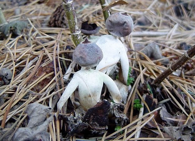 英国诺福克郡发现新品种人形蘑菇geastrum britannicum