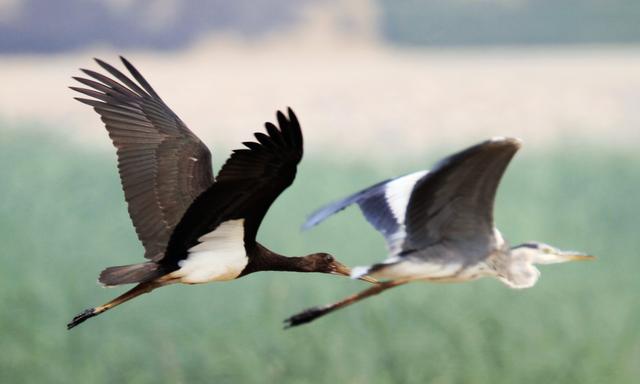 城市产生的噪音迫使大山雀改换声调
