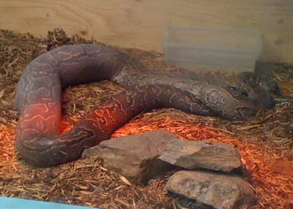 ���ô����Ӳ������������ķ�����������һ��С�ֵܱ�����