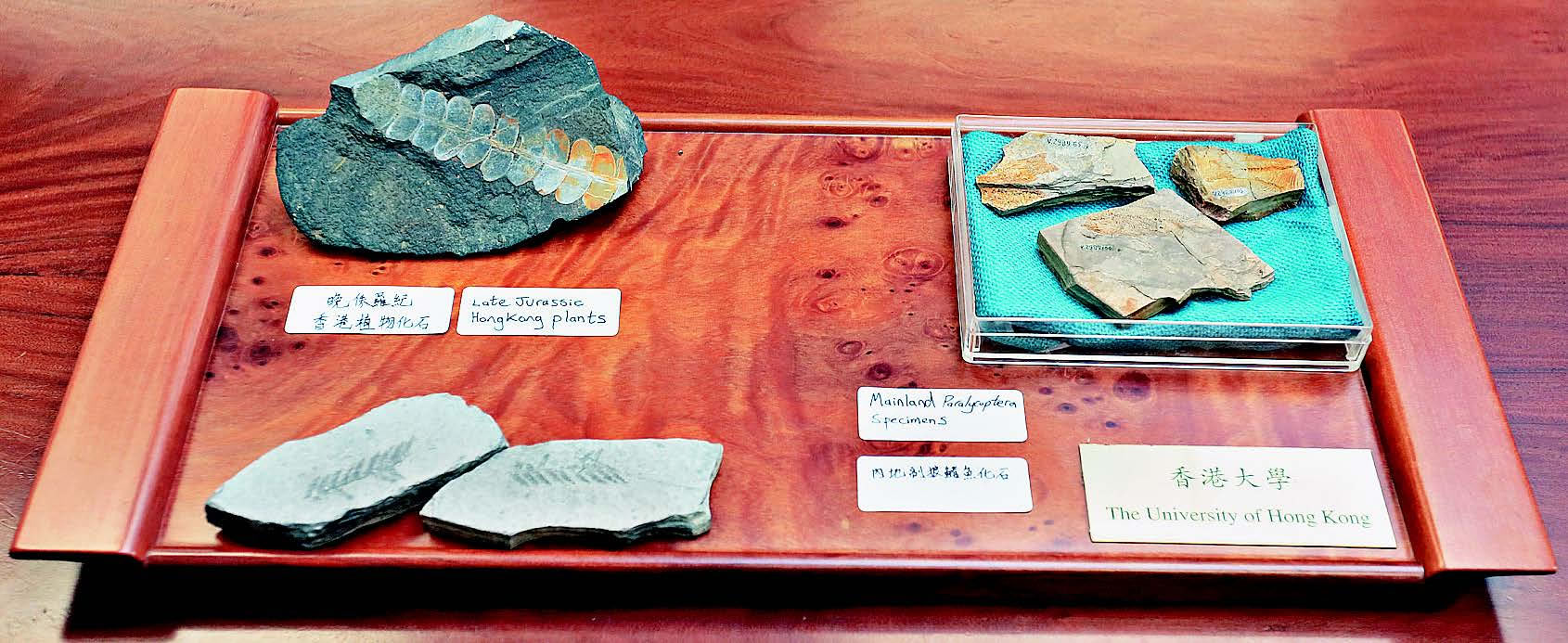 香港大学首次鉴别出一件属晚侏罗世时代的副狼鳍鱼化石