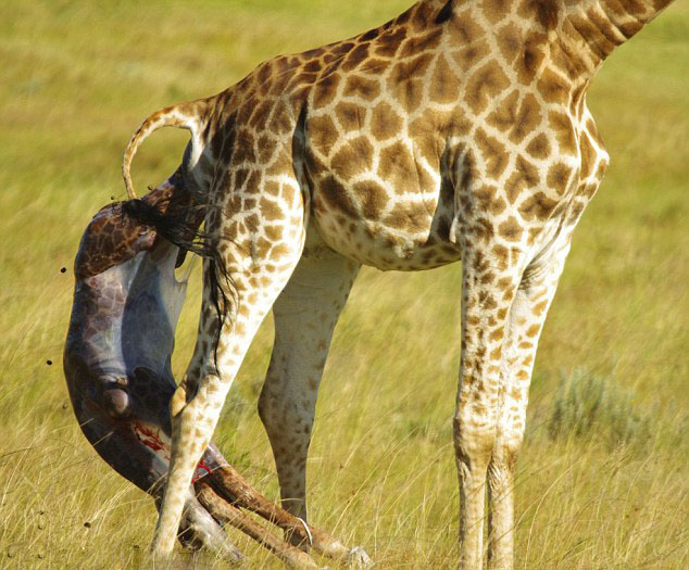 南非伊丽莎白港禁猎区野生长颈鹿宝宝从出生到站立全过程