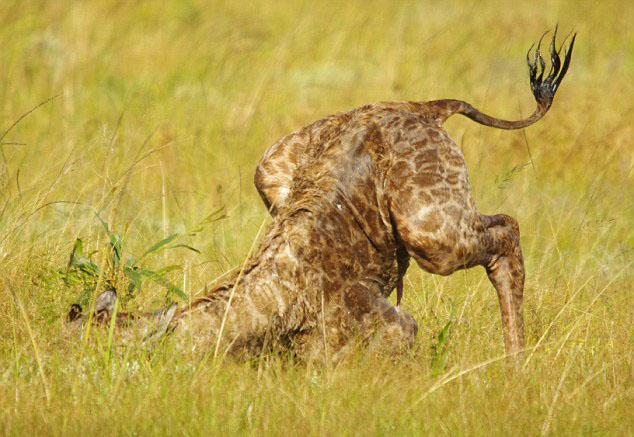 南非伊丽莎白港禁猎区野生长颈鹿宝宝从出生到站立全过程