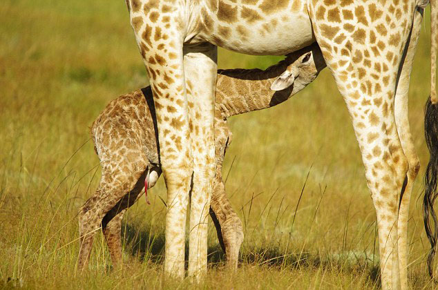 南非伊丽莎白港禁猎区野生长颈鹿宝宝从出生到站立全过程