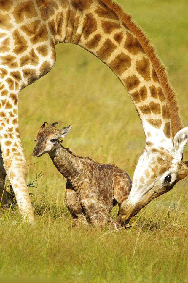 南非伊丽莎白港禁猎区野生长颈鹿宝宝从出生到站立全过程