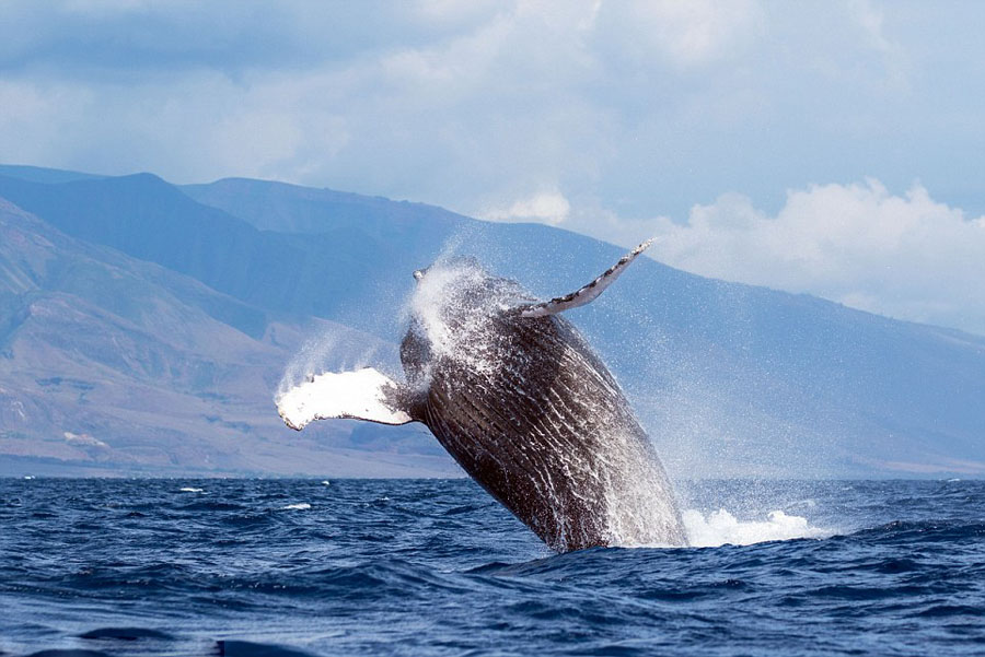野生动物摄影师Jon Cornforth在夏威夷岛捕捉到两头巨型座头鲸同时跃出海面的珍贵画面