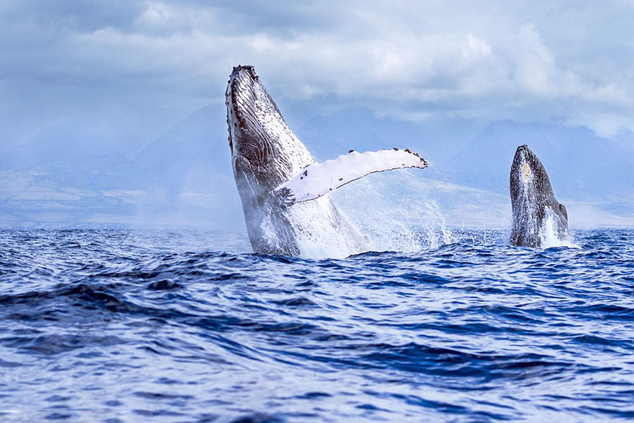 野生动物摄影师Jon Cornforth在夏威夷岛捕捉到两头巨型座头鲸同时跃出海面的珍贵画面