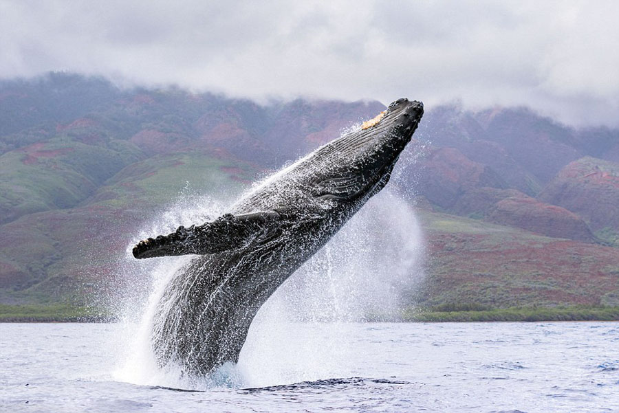 野生动物摄影师Jon Cornforth在夏威夷岛捕捉到两头巨型座头鲸同时跃出海面的珍贵画面