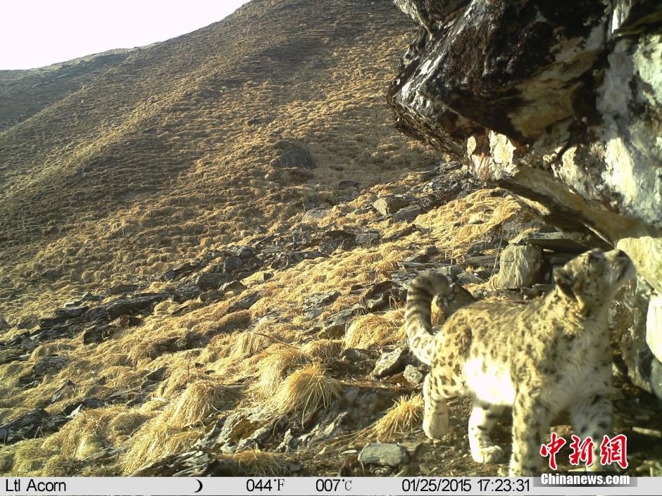 四川卧龙国家自然保护区首次获取到雪豹母子的珍贵照片和视频