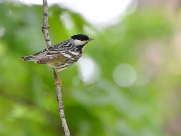 科学家发现小小鸣禽“白颊林莺”可一口气飞越北大西洋