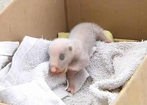 ����Բ�����������ֱ���ÿɰ�