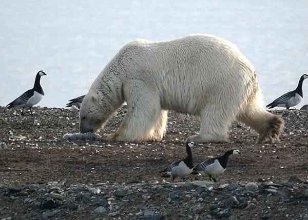 �����ܵ�½����ʳ��ר������Ӱ����̬ƽ�⡣