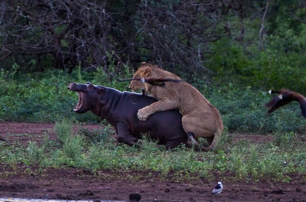 小河马遭母狮攻击,痛得哇哇大叫。