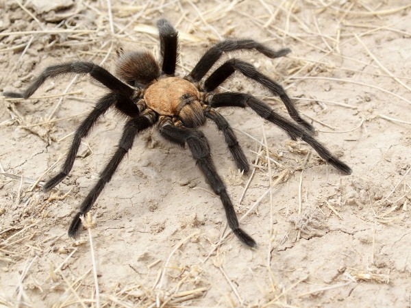 研究发现越暖和蜘蛛跑得越快